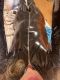 Latexsakura (48) - Fetisiszta  Transznemű - Budapest - VIII. kerület - VIP